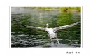 长隆飞鸟乐园创作团摄影作品欣赏(20)_在线影展的作品